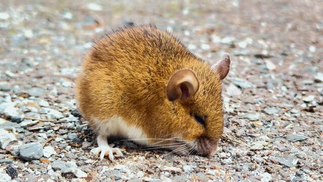 For some reason, a small mouse or chipmunk came out onto the road and sits, trembling. considered a pest, lives near people