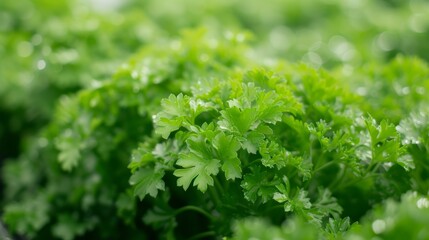Growing parsley harvest and producing vegetables cultivation. Concept of small eco green business organic farming gardening and healthy food