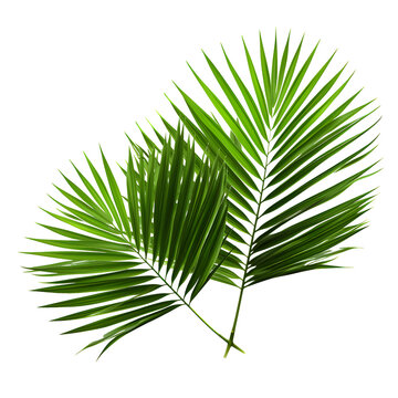Vector watercolor palm leaves, coconut palm leaves, tropical leaves, variety, ornamental plants, banana leaves, transparent background