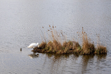 White swan on an island in the lake. White swan close-up.