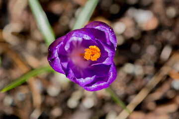 Isolated crocus, purple, close-up, top view, macrophotography
