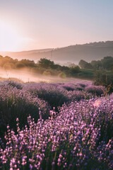 Lavender field over summer sunrise landscape. Generative AI