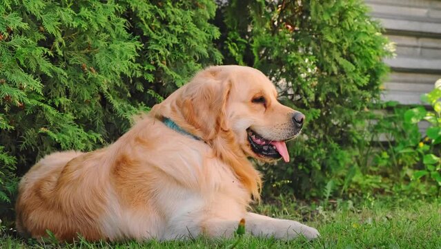 Cute smiling golden retriever dog lying in the shadow of backyard looking at camera. Domestic pet breathing fast in hot summer day. The kindest breed. The best friend concept. Big puppy lifestyle. 