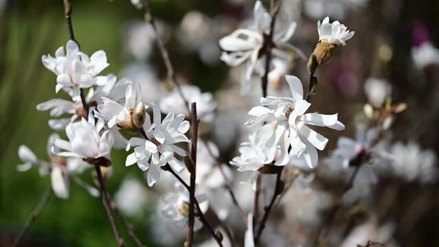 Beautiful white flowering magnolia - flowering tree. Magnolia stellata. Star shape white flowers of magnolia. Spring season, sweet fragrance. Royal star magnolia	
