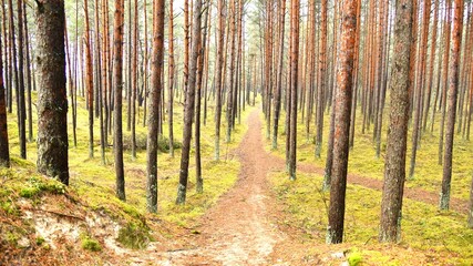 Obraz premium forest in spring