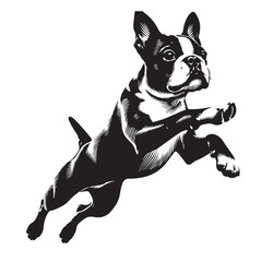 Boston Terrier dog Silhouettes, Boston Terrier dog sitting pose silhouettes, Boston Terrier dog Standing and jumping silhouettes, cute dog on white background, Boston Terrier