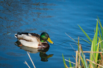 Canard col vert