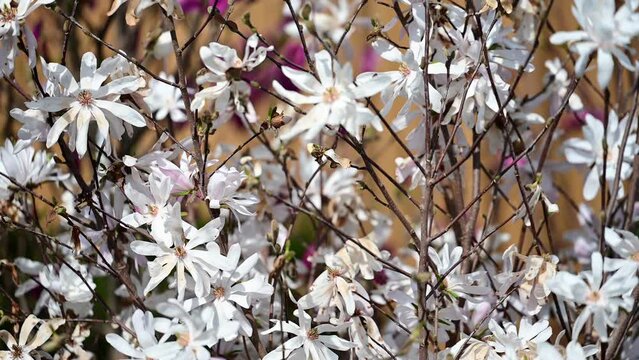 Beautiful white flowering magnolia - flowering tree. Magnolia stellata. Star shape white flowers of magnolia. Spring season, sweet fragrance. Royal star magnolia	
