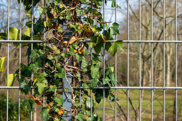 fence with green vines growing up it