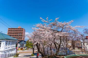 Cherry blossom tree or sakura tree in Daizan Slope n Motomachi area  with Hakodate bay background. is a famous and romance moment sloped street. ,Hakodate, Hokkaido, Japan