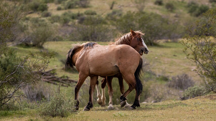 Feral wild horse stallions fiercely fighting in the Salt River desert area near Scottsdale Arizona United States