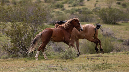 Wild horse stallions chasing and biting while fighting in the Salt River Canyon area near Mesa...