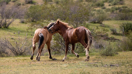 Aggressive wild horse stallions fighting in the Salt River wild horse management area near...