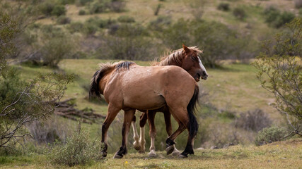 Obraz na płótnie Canvas Fierce wild horse stallions fighting and biting each other in the Salt River wild horse management area near Phoenix Arizona United States