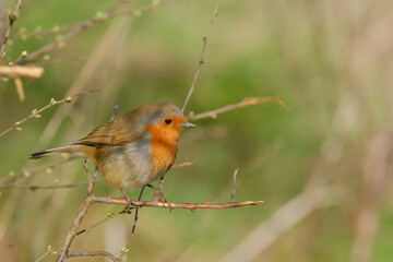 Fototapeta premium Robin on a branch. Spring background