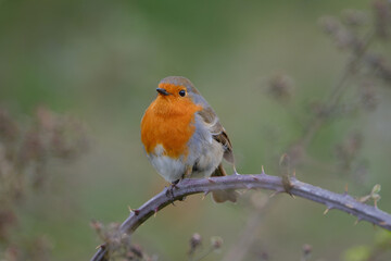 Robin perched on a rose twig. Green background