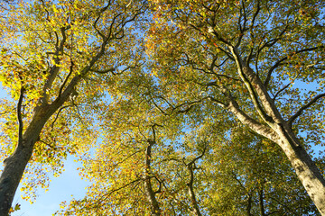 Colorful autumn leaves of London planes in sunset light