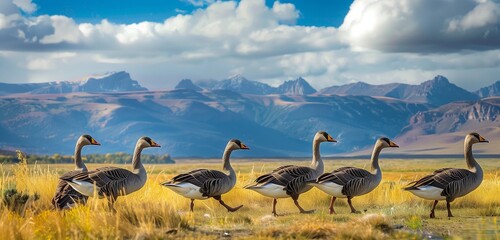 Group of geese are walking in the range - Powered by Adobe