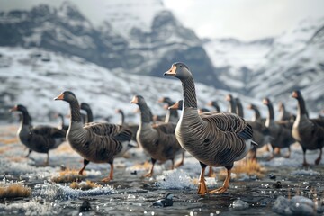 Group of geese are walking in the range photorealistic