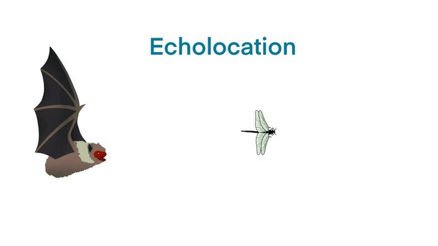 echolocation in bat, bat hunt their prey by making high pitched sounds and listening for echoes, Echolocation in Bat, Echo. Audio source from the speaker hitting an obstacle, prey, returning, Bio sona