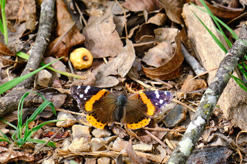 A red admiral butterfly among the brown dried leaves on a late winter day in Texas