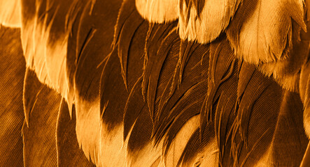 orange feather pigeon macro photo. texture or background