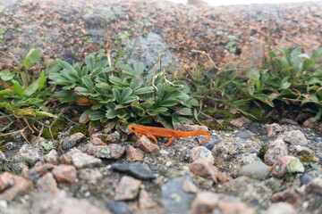 Eastern newt (Notophthalmus viridescens), common newt of eastern North America. Juvenile stage...