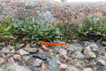 Eastern newt (Notophthalmus viridescens), common newt of eastern North America. Juvenile stage known as Red Eft. Salamander, bright orangish-red, with darker red spots outlined in black.