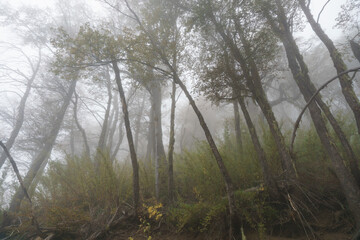 Fog in the mountain forest