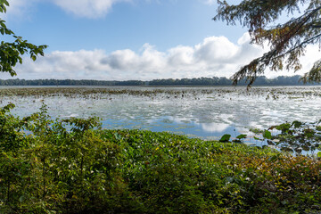 Arkansas Post National Memorial. American Lotus (Nelumbo lutea) in the Post Bend and Post Bayou....