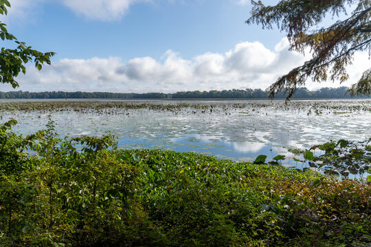Arkansas Post National Memorial. American Lotus (Nelumbo lutea) in the Post Bend and Post Bayou. Site of first European settlement in Mississippi Alluvial Plain and present-day U.S. state of Arkansas.