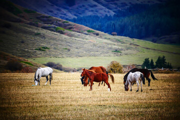 A herd of horses grazing in a mountain meadow in Kyrgyzstan