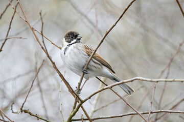 Obraz premium Male Reed Bunting