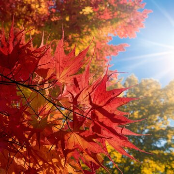 Bright red and orange maple leaves against the bright blue sunny sky