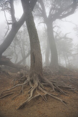 Fog in the mountain forest