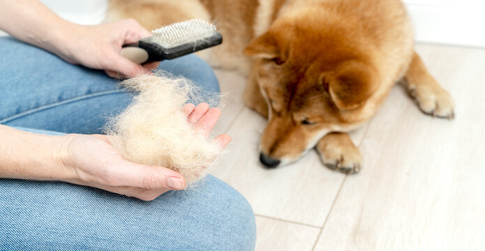 combing and grooming dogs at home