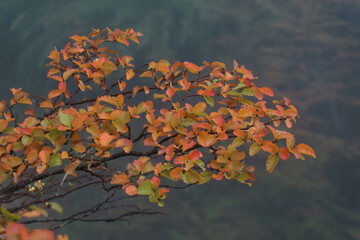 Colorful leaves on the tree