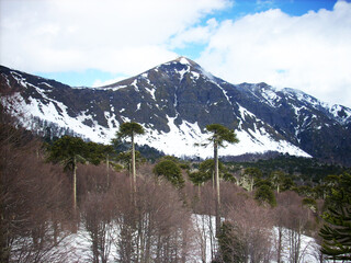 Araucarias se alzan en las altas montañas de la cordillera de Los Andes, Chile