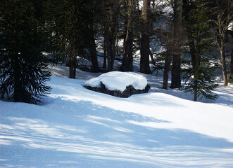 Ruka pehuenche cubierta por una gruesa capa de nieve
