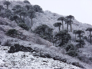 hermoso bosque de araucarias milenarias cubierto de nieve
