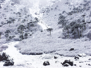 hermoso bosque de araucarias milenarias cubierto de nieve