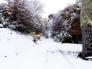 hermoso camino nevado en invierno