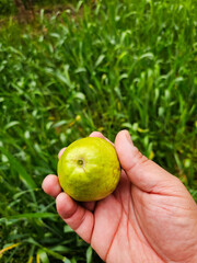 Green healthy guava fruit in hand with green grass in background