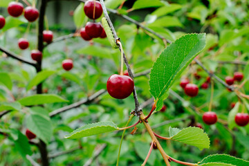 Close up on big Cherries hanging on a cherry tree branch. cherries hanging on cherry tree branch with green leaves and blurred background