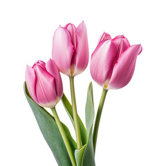 Naklejka premium pink tulip isolated on transparent background