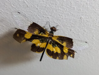 gas foring, It's called foring in india, like butterfly it is also appear in different colors and...