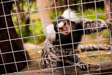 close up of cute White-tufted marmoset behind bars