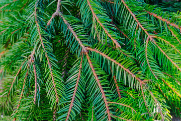 Green fir tree background. Christmas tree branches. Close-up of a spruce branch . High quality photo