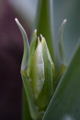 Zielony tulipan