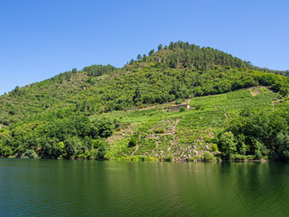 Vista de como se cultiva la vid en las montañas que rodean el río Sil en Lugo, llamado la Ribera Sacra. Navegando en verano de 2021 España.